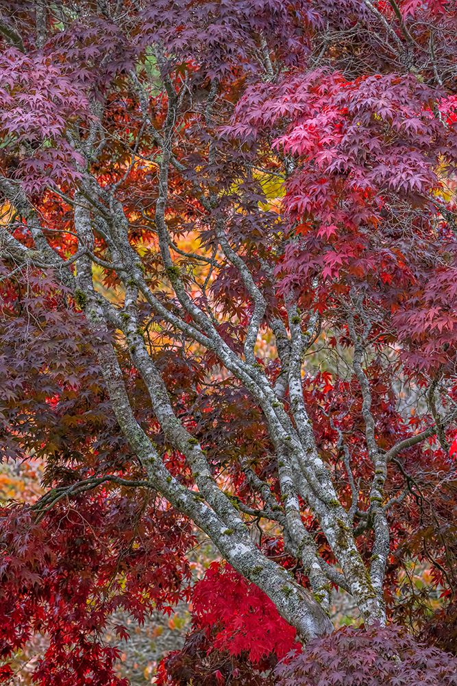 USA-Washington State-Seabeck Japanese maple tree in autumn